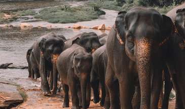 Sri-Lanka-elefantes